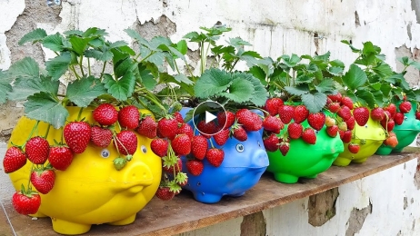 Great tips for growing strawberries on the terrace - So easy - Lots of fruit
