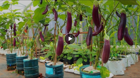 [Terrace Garden Ideas] Growing Eggplants In Plastic Containers