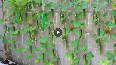 How to grow cucumbers to produce a lot of fruit in soil Bags at home