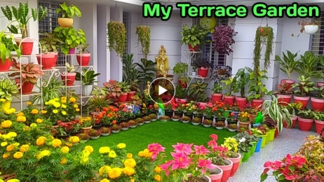 My Terrace Garden Overview