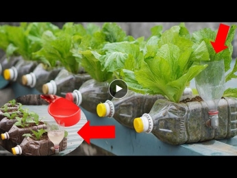 How To Grow Vegetables At Home, Simple And Effective