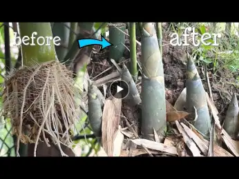 How to grow sweet bamboo plant from cutting, propagation in water, harvesting bamboo shoot