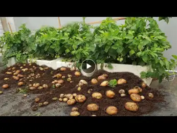 The secret to growing potatoes at home with many tubers | Day 1 to Day 83