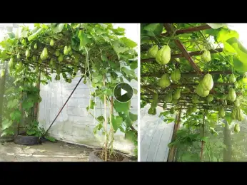 Amazing - Ideas Growing chayote at home with recycled tires