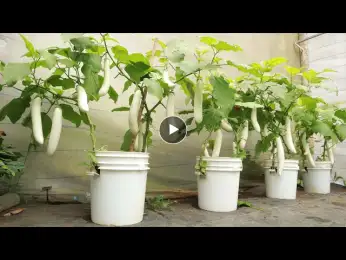 This is an easy way to grow white eggplant with many fruits