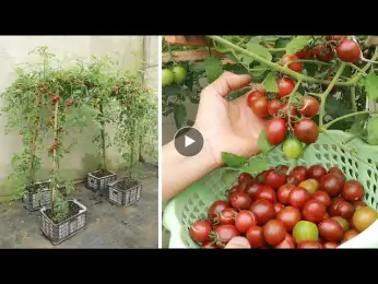 Great idea - grow chocolate tomatoes at home - Enjoy the harvest