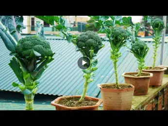Transform Your Balcony into A Cauliflower Paradise With This Simple Technique