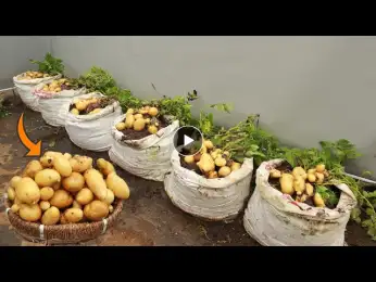 Tubers will be big and abundant - If you grow potatoes in a bag this method