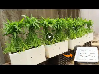 Grow spinach quickly with this semi-hydroponic method