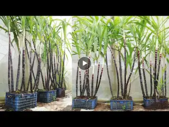 Can you believe it - Growing sugarcane at home - Growing fast - Sweet