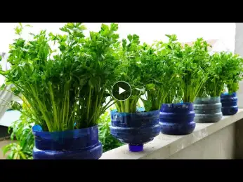 The Secret To Growing Plastic Bottle Celery Quickly For A Super Productive Harvest