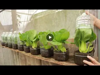 Grow vegetables in mini greenhouse from plastic bottles when winter comes
