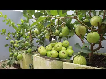 Spectacular idea - The new method of growing guava on the terrace still gives a lot of fruit