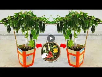Revealing The Secret To Growing Bitter Melon On Plastic Chairs With Lots Of Fruit