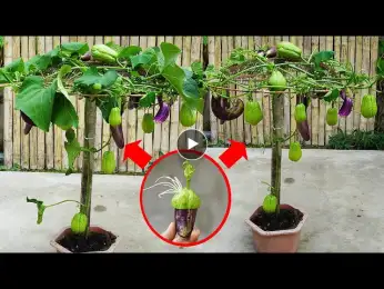 Discover The Secrets Of Growing Chayote And Eggplants Easily