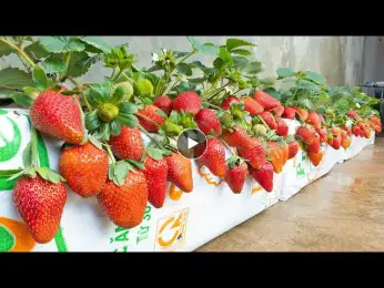 Incredible, growing strawberries in bags but the fruits are too big and many, tip that no one shares