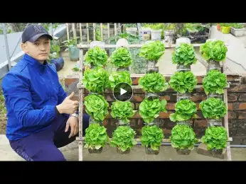 Transform Plastic Bottles into a Thriving Lettuce Vertical Garden