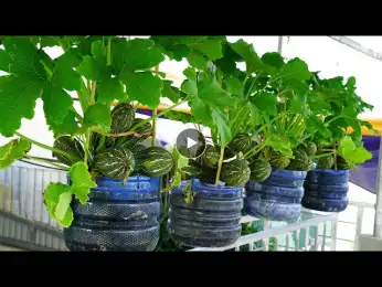 Unconventional Zucchini Gardening Grow in Hanging Plastic Containers