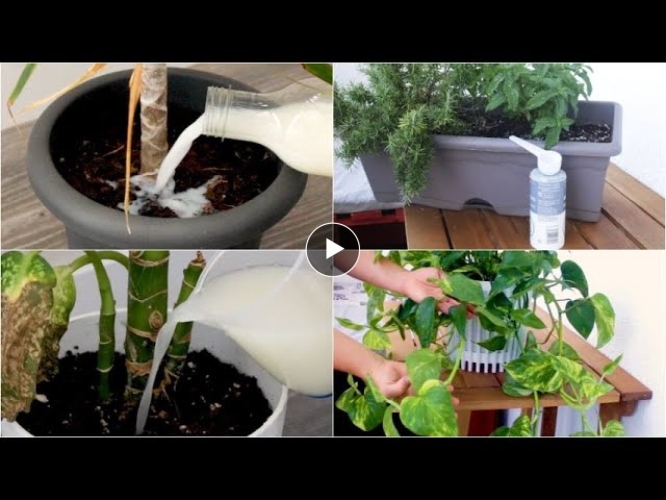 4 tips to keep your plants healthy!