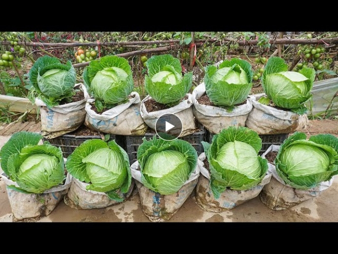 Surprising results when trying to grow cabbage in a bag with kitchen waste