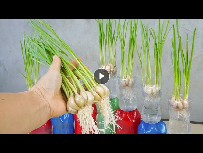 Growing garlic in water bottles, surprisingly easy and high yield