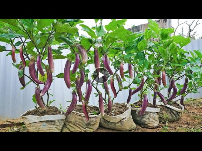 Easy to grow eggplant, many fruits and high yield