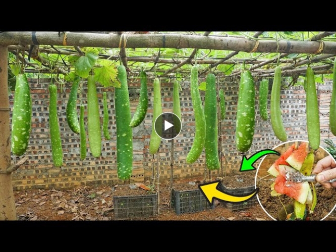 Easy tips for growing gourds for beginners | a lot of fruit and long