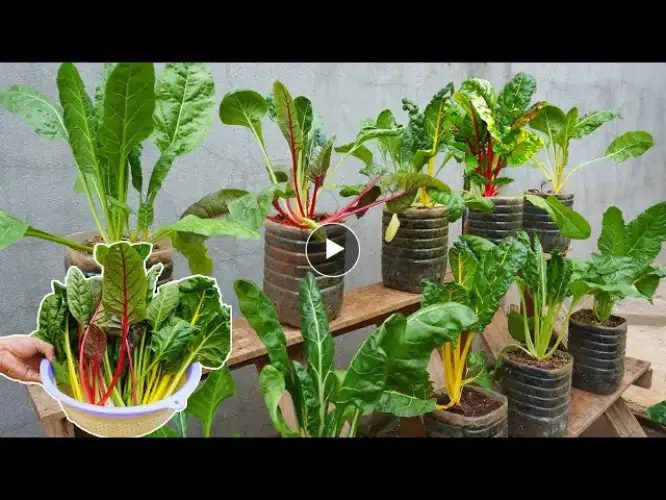 With just a few old plastic bottles, I can grow colorful Swiss chard at home