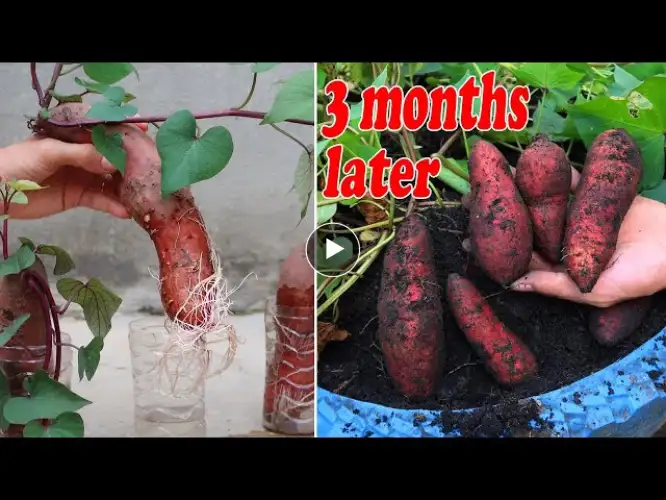 How to propagate sweet potatoes in water for many roots and tubers
