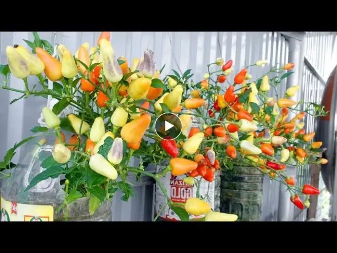 No need for a garden, with just 3 plastic bottles you have chili to use all year round