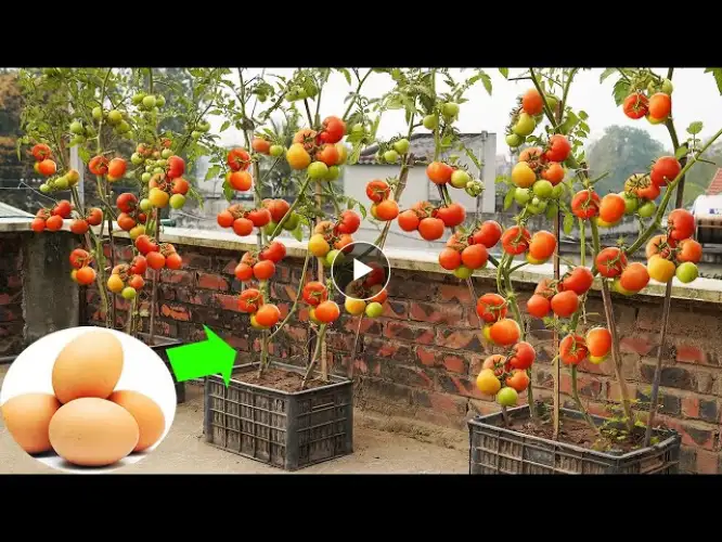 Tips For Growing Tomatoes At Home To Produce A Lot Of Big Berries Everyone Needs To Know