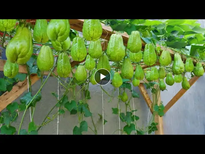 Watch Our Chayote Planting Method Produce an Abundance of Fruit