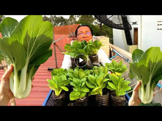 How To Grow Pak Choy From Seeds On Roof Top, Growing Bok Choy Without Soil , Top Roof Garden Series