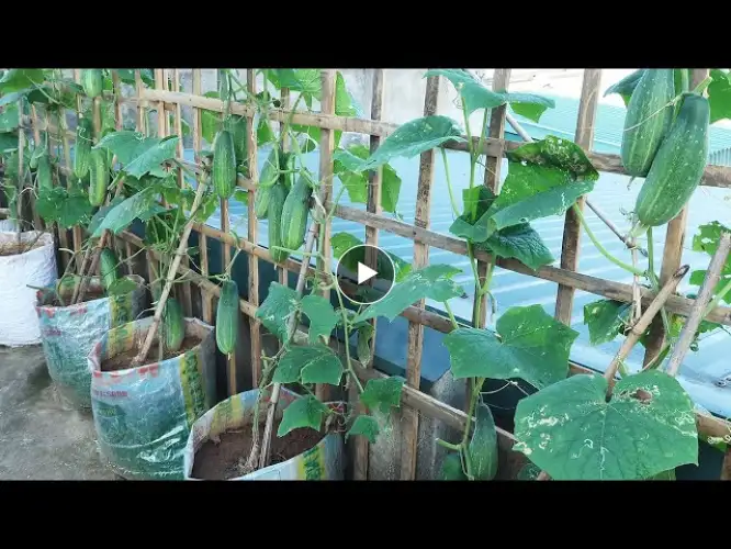 Ideas Garden On The Terrace _ How To Grow A Fast Cucumber For Your Terrace