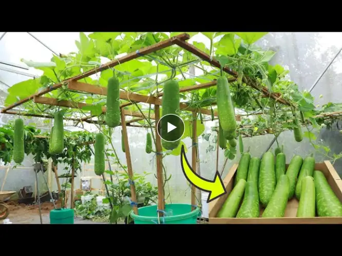 Growing squash on a trellis requires only 1 container - Rooftop squash rig