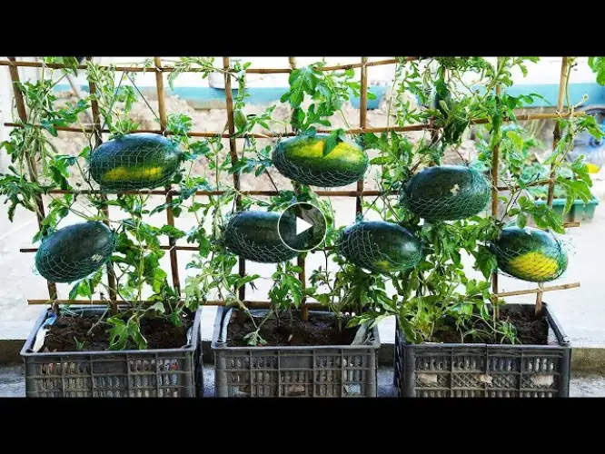 Tips To Help Me Grow Watermelons In Plastic Containers Easily For Many Fruits