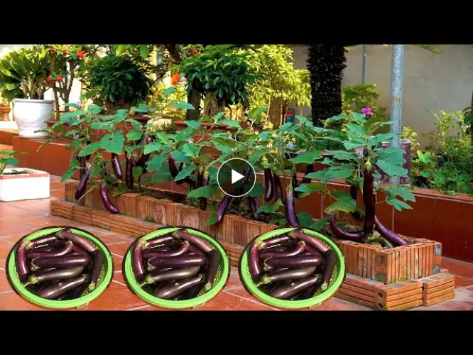 New style of growing long eggplant at home