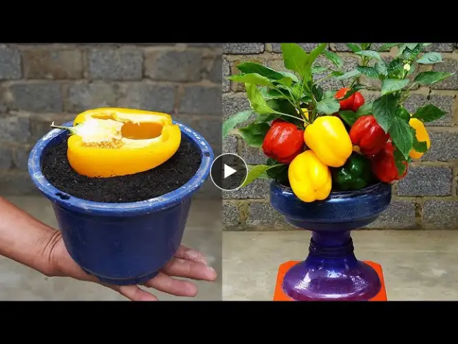 Tips For Growing Five Color Bell Peppers With Super Fruit And Fast Harvest