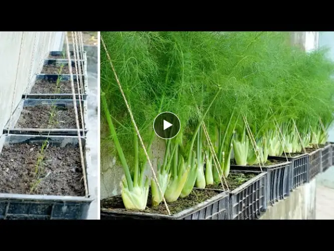 Tips To Help Me Grow And Harvest Dill At Home After Just 1 Month, Easy and Effective