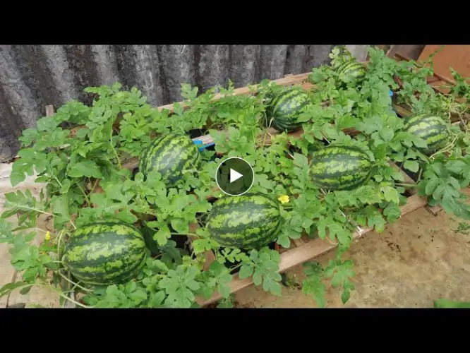 Revealed to grow watermelon on the terrace with tires - many fruits