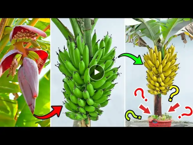 Surprised with simple tips for growing bananas at home, but the yield is extremely high