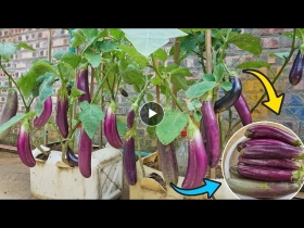 Method of growing eggplant in a plastic container is simple and the unexpected happened