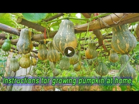 Unexpected idea, recycle old plastic containers to grow pumpkins for many and sweet fruits