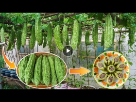 How to grow high yield bitter melon at home simple for beginners