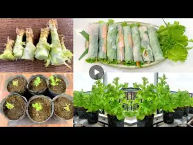 How to grow Lettuce bought from the supermarket, grow vegetables at home without seeds