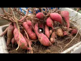 Using Styrofoam containers to grow Sweet Potatoes on the terrace, lots of tubers and high yields