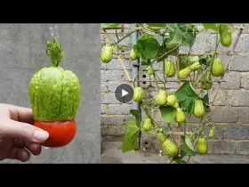 How To Grow Chayote With Fruit Is Simple But Highly Effective