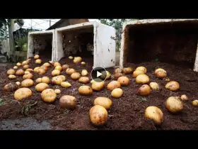 The secret to growing potatoes at home- Abundant Harvest - Easy to get started