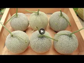 Growing melons hanging plastic bowls on the terrace - Big fruit - Orange flesh