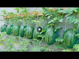 Growing Watermelon At Home - Growing watermelon hanging hammock